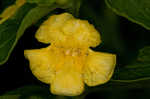 Mullein foxglove